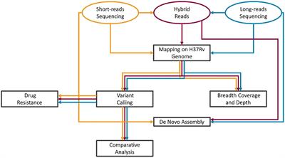 Advantages of long- and short-reads sequencing for the hybrid investigation of the Mycobacterium tuberculosis genome
